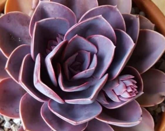Echeveria ‘Purple Pearl’