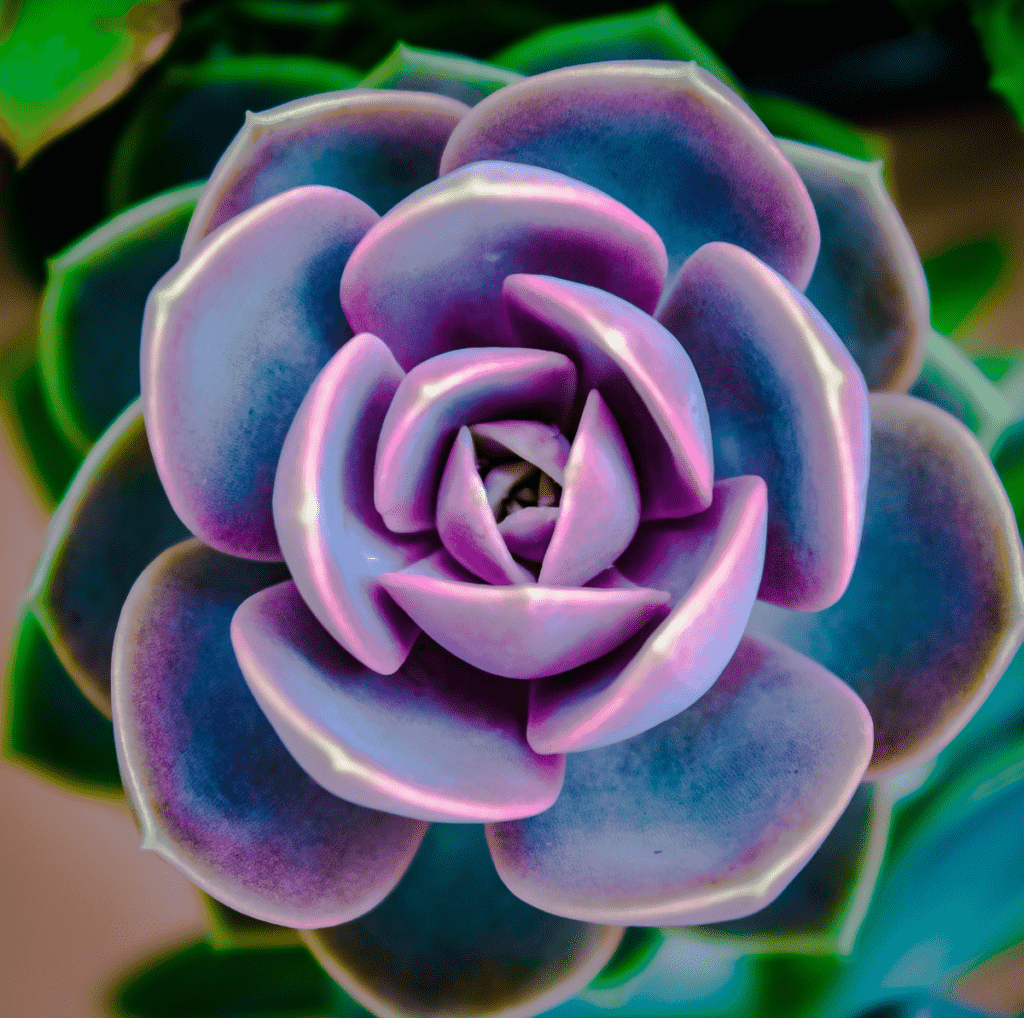 Echeveria ‘Perle von Nürnberg’