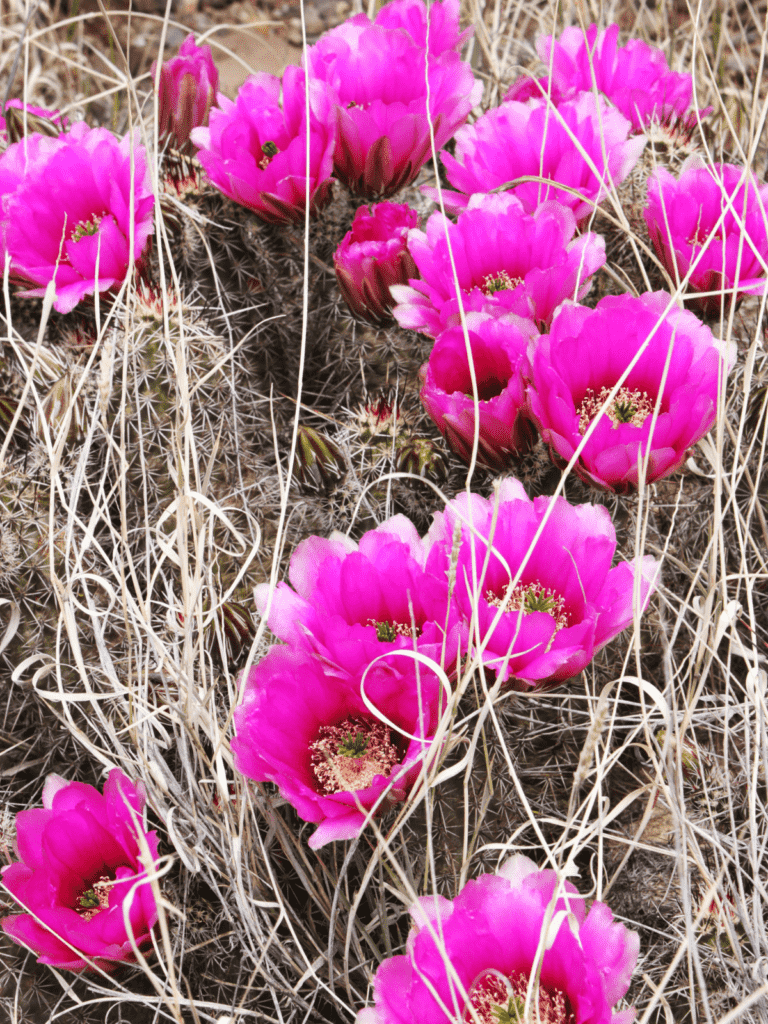 Echinocereus pectinatus ‘Rainbow Hedgehog Cactus’