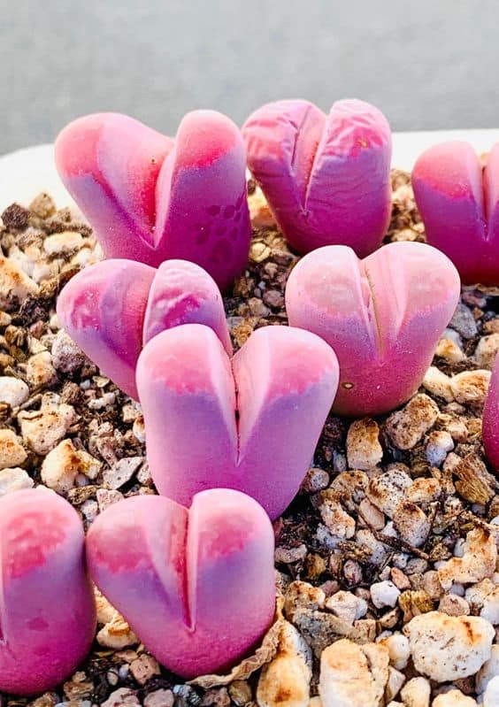 Lithops Optica ‘Rubra’