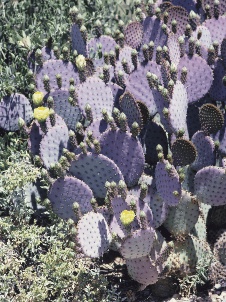 Opuntia santarita / Santa Rita Prickly Pear