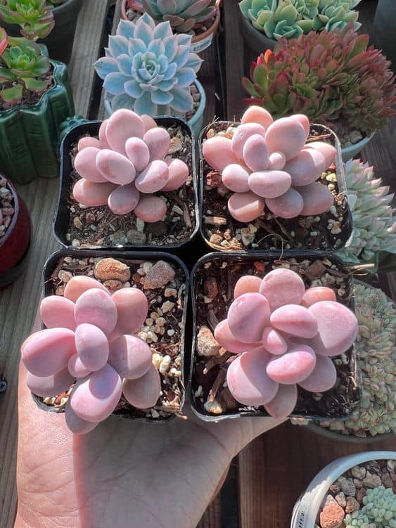 Pachyphytum oviferum ‘Moonstones’
