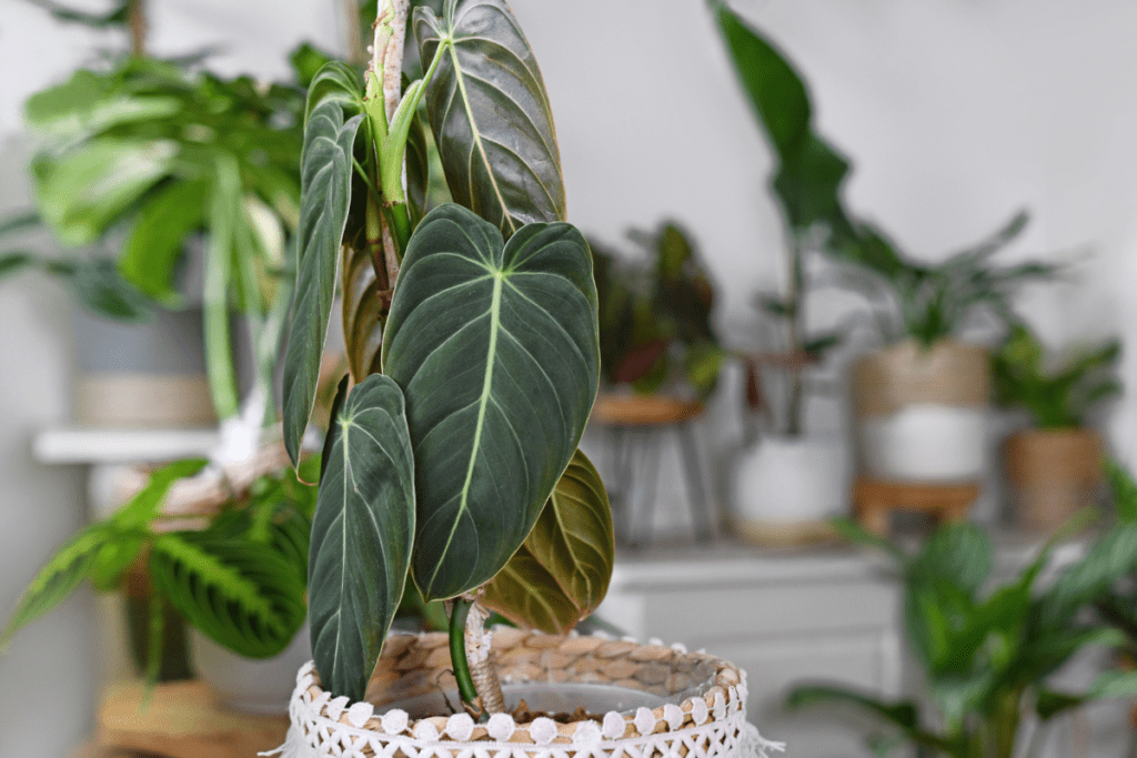  Philodendron melanochrysum 