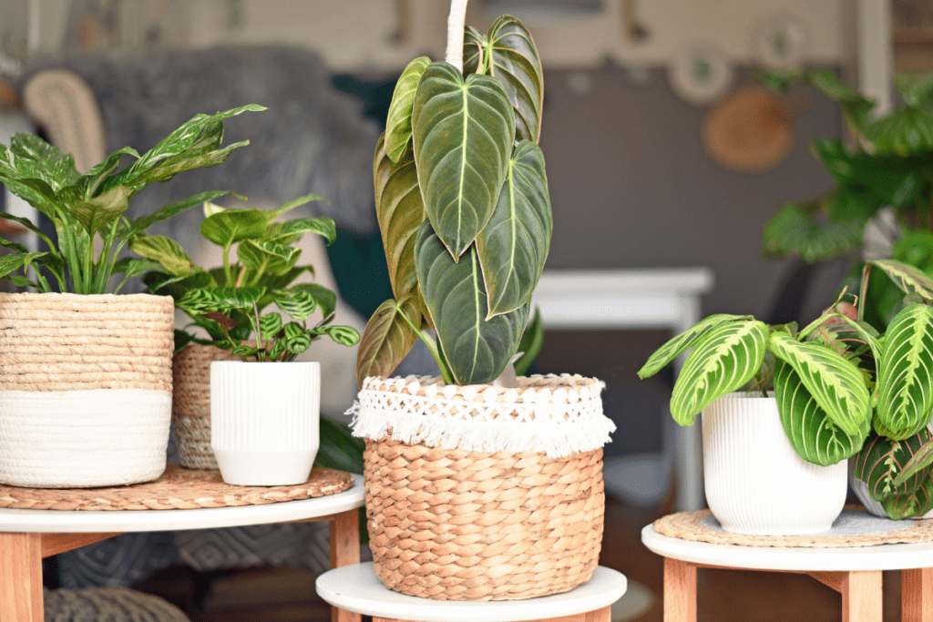 Philodendron melanochrysum plant and other plants on tables in baskets