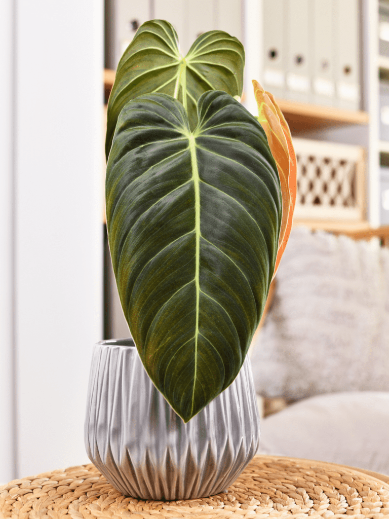 Philodendron melanochrysum