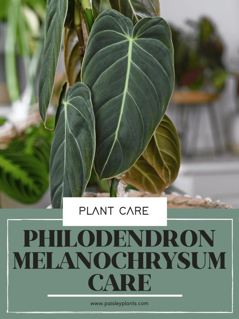 Philodendron melanochrysum plant care tips