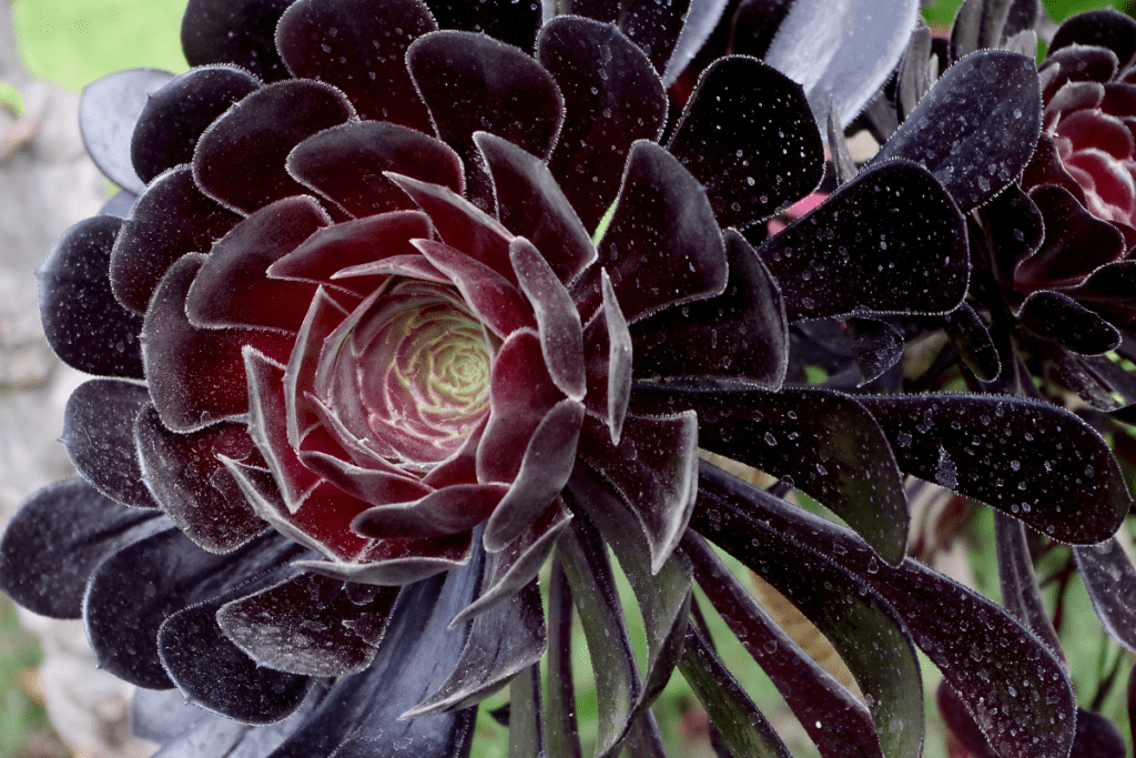  Purple Aeonium Atropurpureum