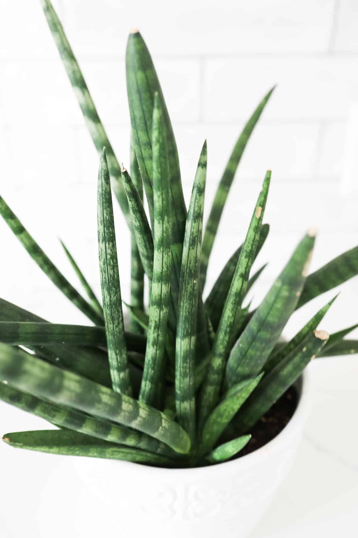 Sansevieria Cylindrica