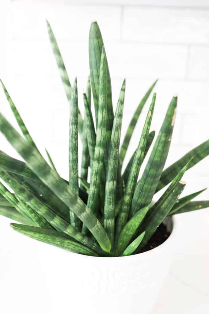 Sansevieria Cylindrica leaves