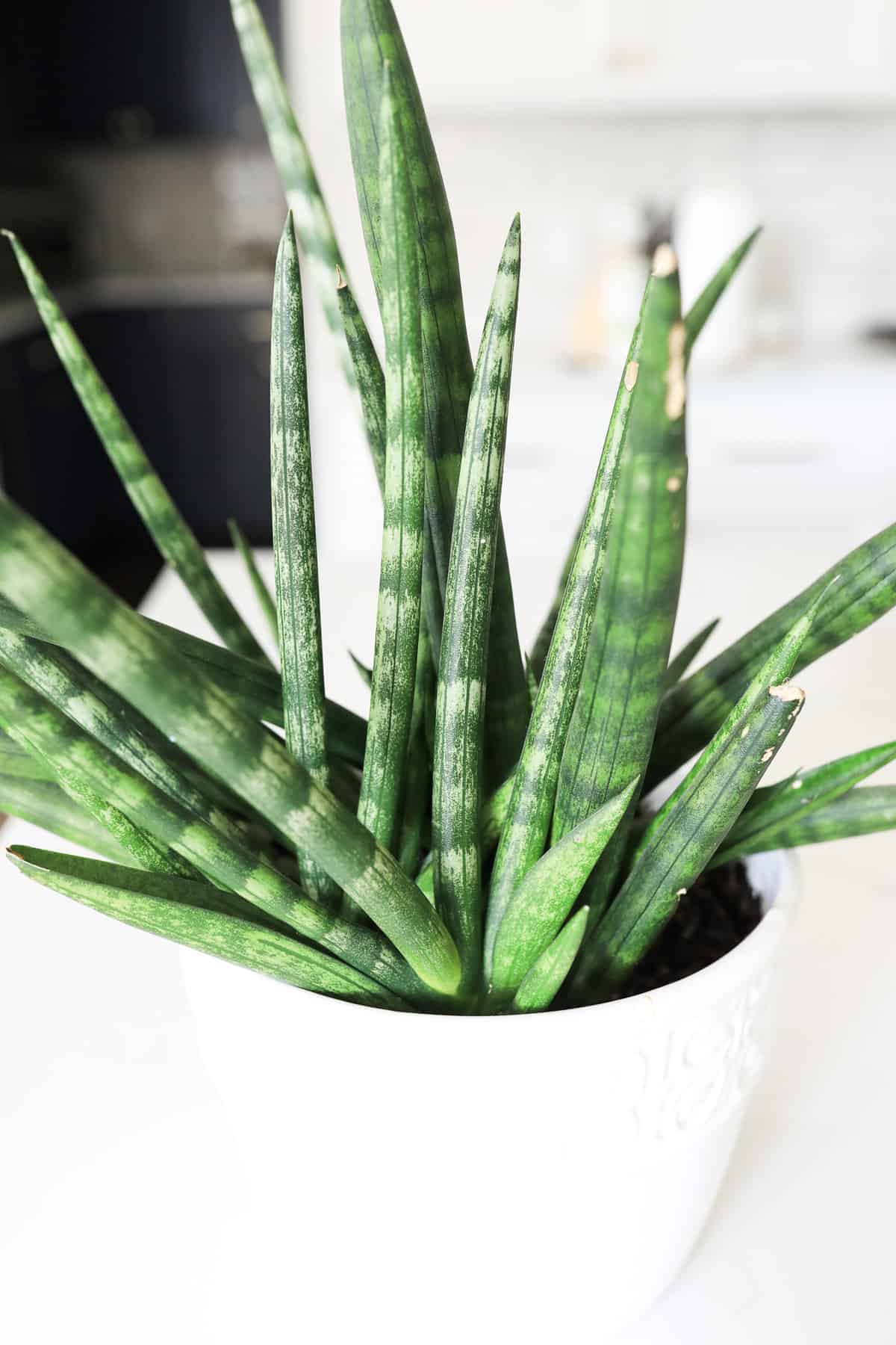 Sansevieria Cylindrica