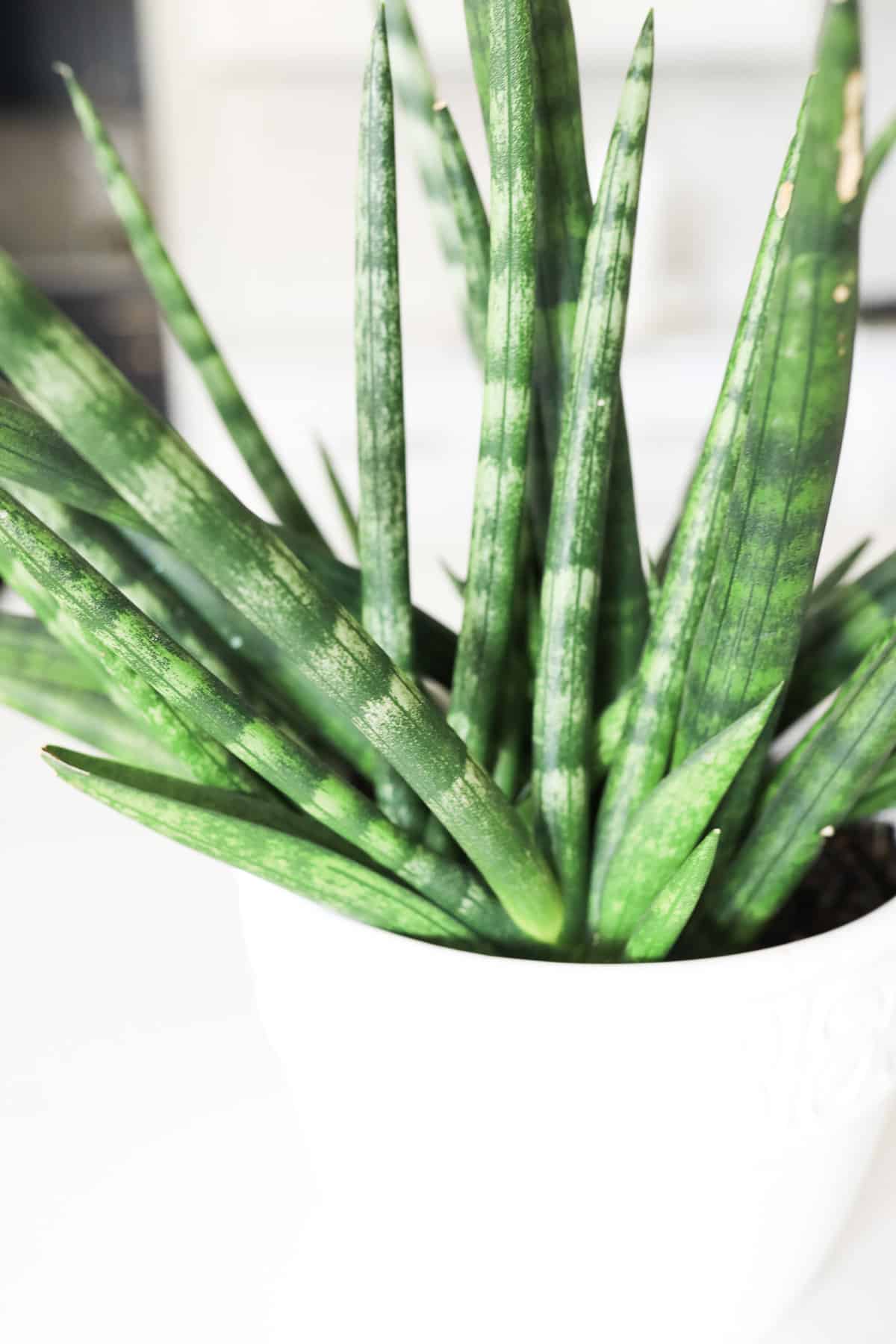 Sansevieria Cylindrica leaves