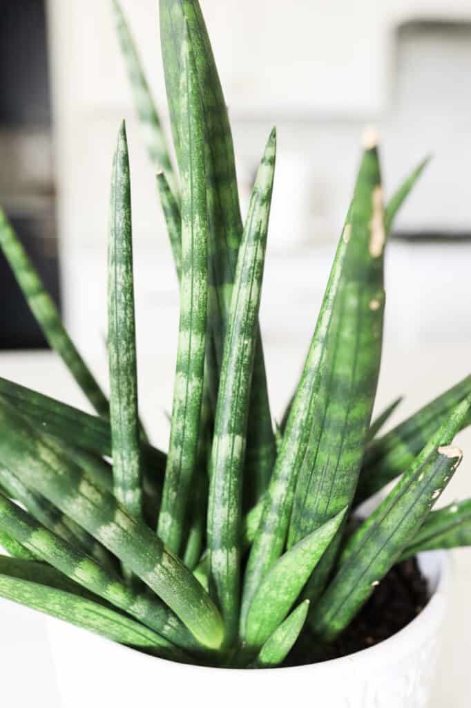 Sansevieria Cylindrica