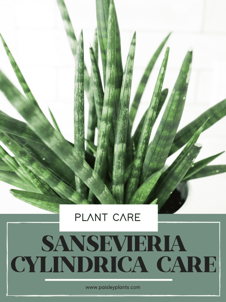 Sansevieria Cylindrica plant care