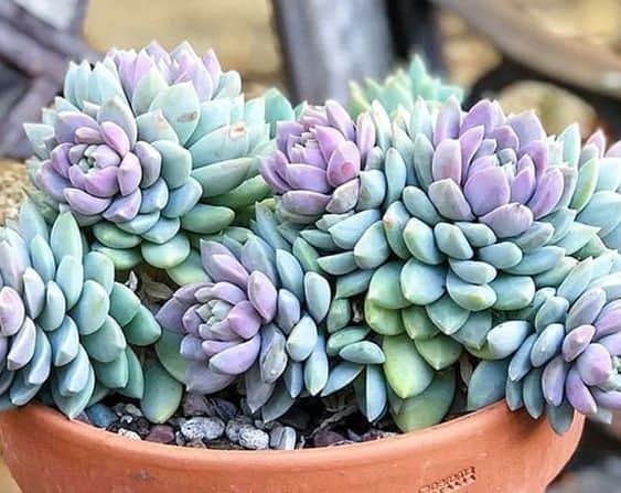 Sedeveria ‘Lilac Mist’