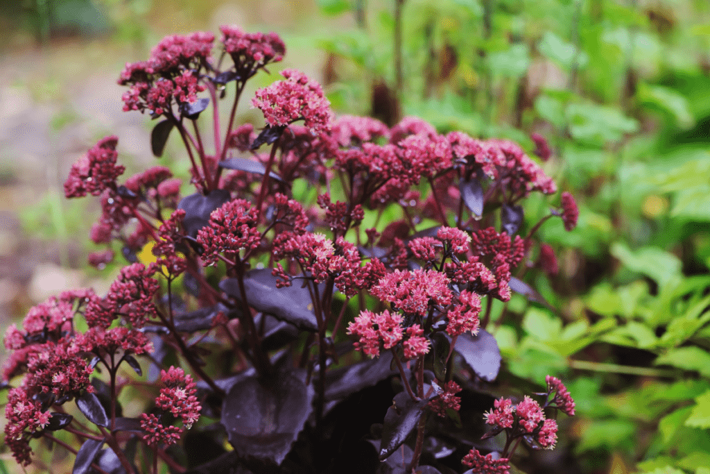 Sedum ‘Purple Emperor’