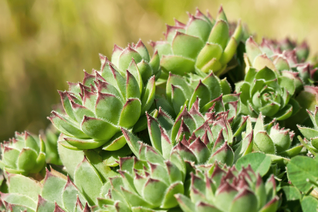 Sempervivum ‘Dark Beauty’