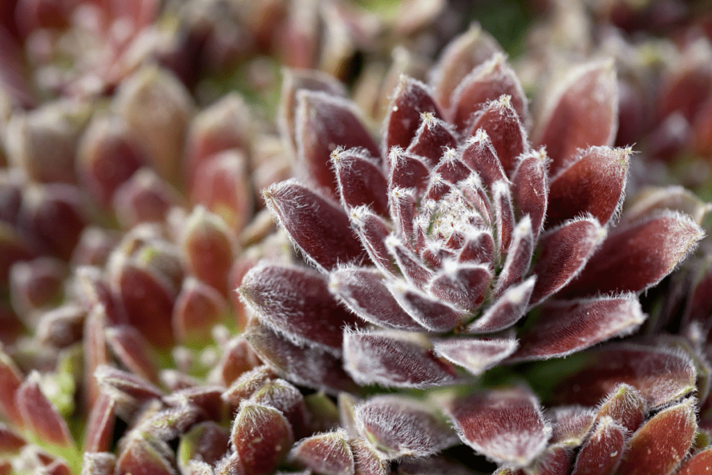 Sempervivum ‘Purple Beauty’