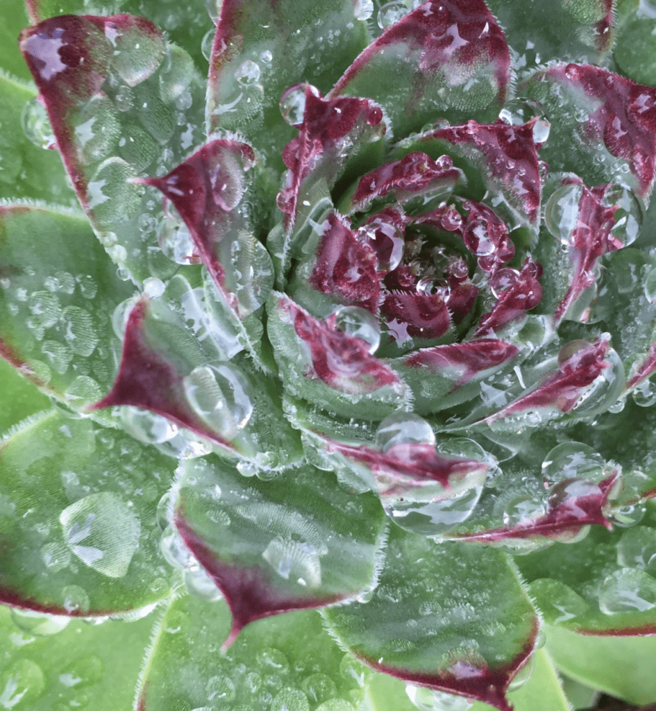 Sempervivum ‘Raspberry Ice’