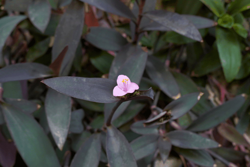 Tradescantia pallida