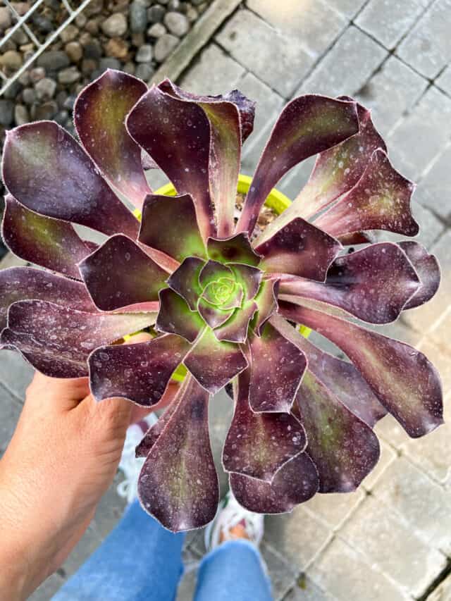 30 Most Stunning Purple Succulents - Paisley Plants