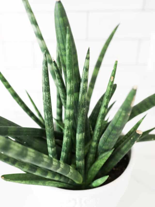 Sansevieria Cylindrica