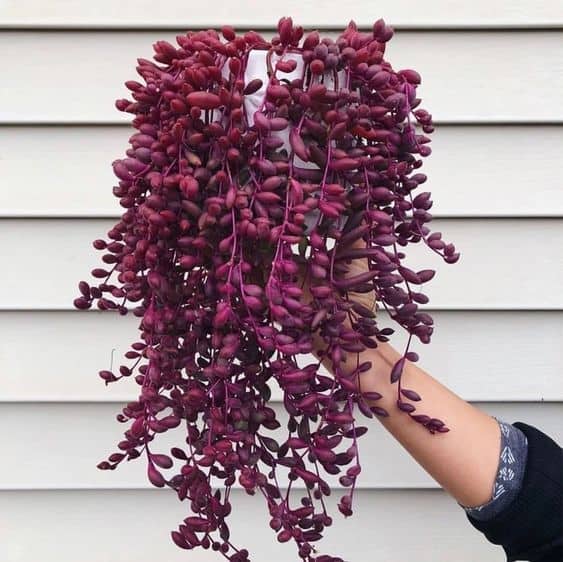 Senecio herreanus ‘Purple Flush’