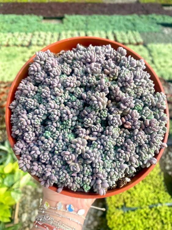 Sedum Dasyphyllum ‘Lilac Mound’