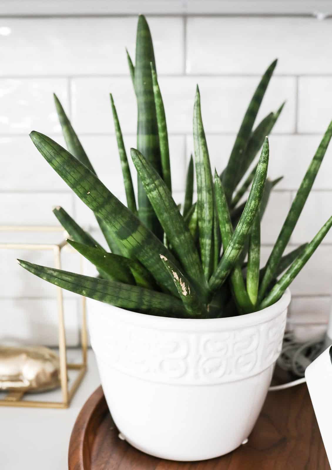 Sansevieria Cylindrica in white pot