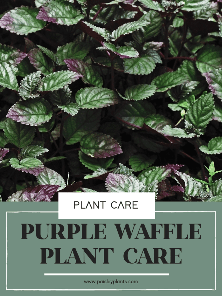 purple waffle plant