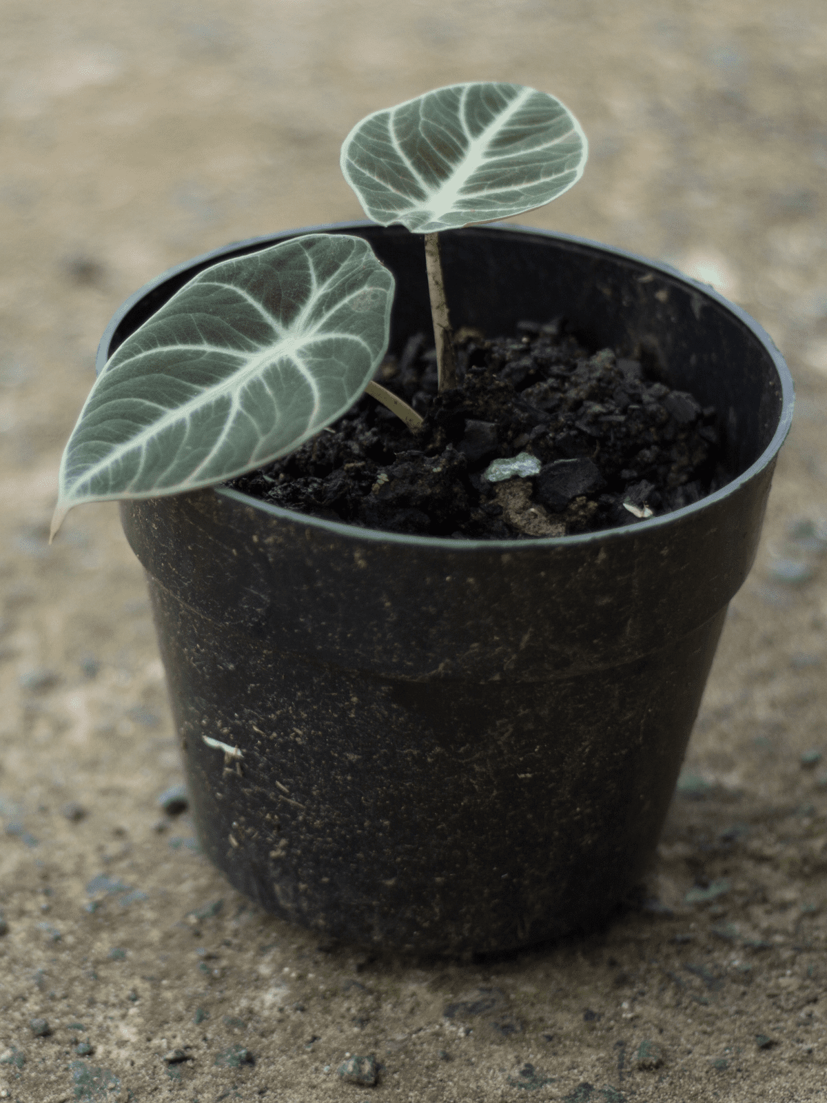 alocasia black velvet in black pot