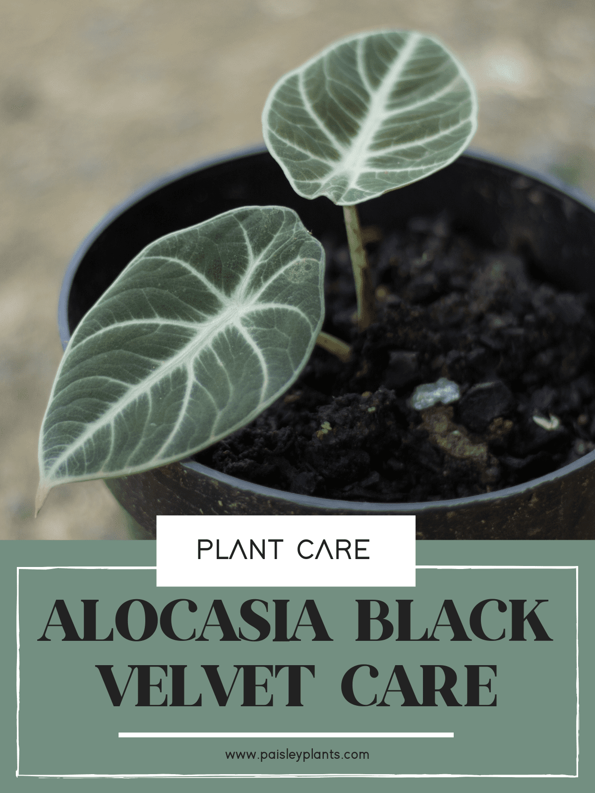  Alocasia black velvet care