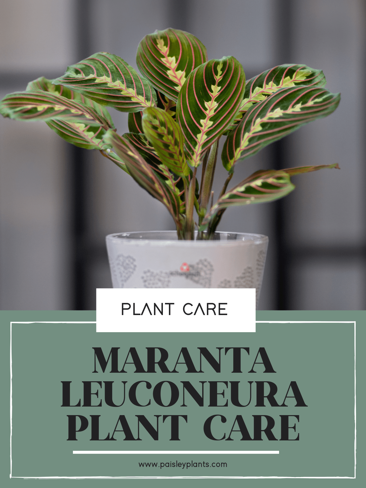 Maranta Leuconeura Plant Care Guide