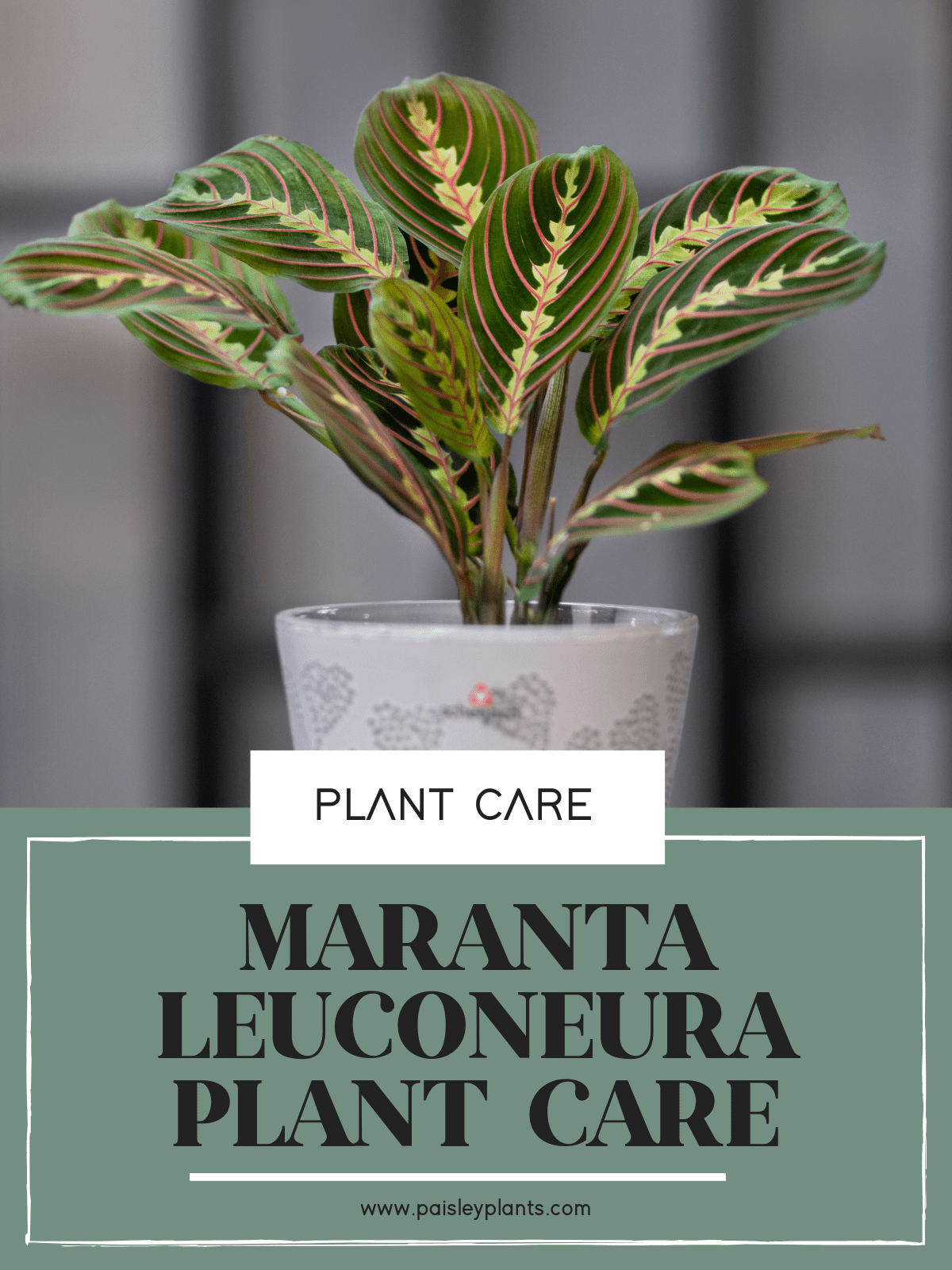 Maranta Leuconeura Plant Care Guide - Paisley Plants