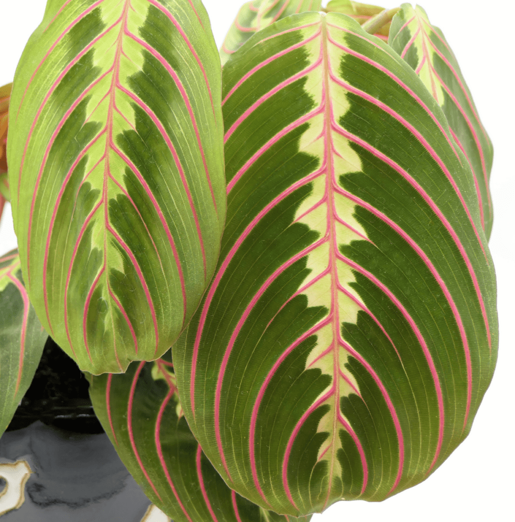 Maranta Leuconeura Plant Care Guide - Paisley Plants