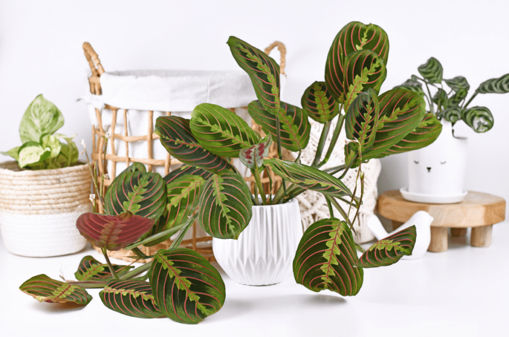 Maranta Leuconeura in a white pot with surrounding plants and pots