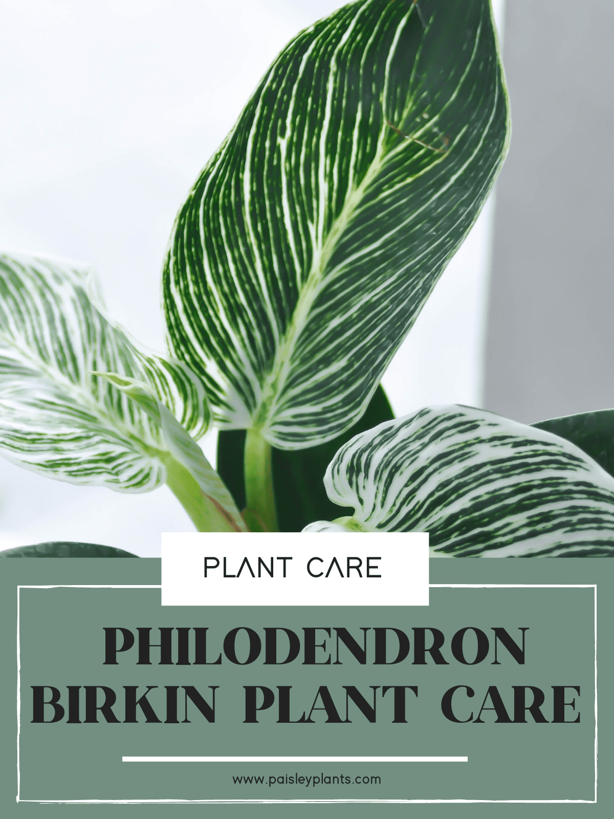 Philodendron Birkin plant care