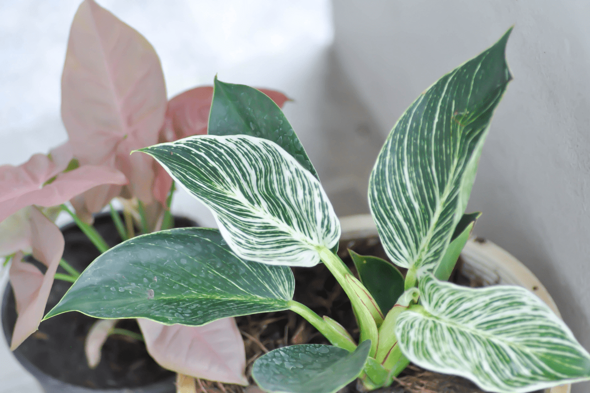 Philodendron Birkin