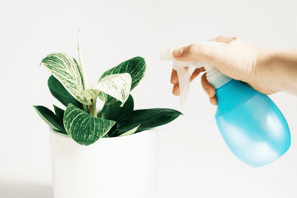 misting a Philodendron Birkin