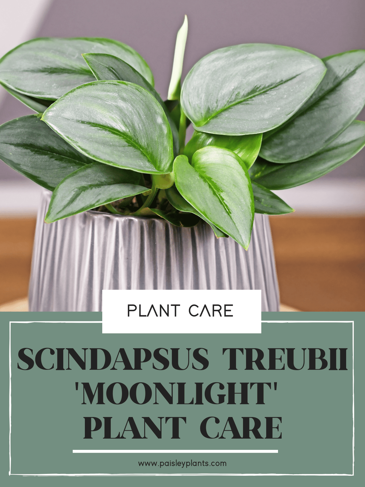 Scindapsus treubii 'Moonlight'