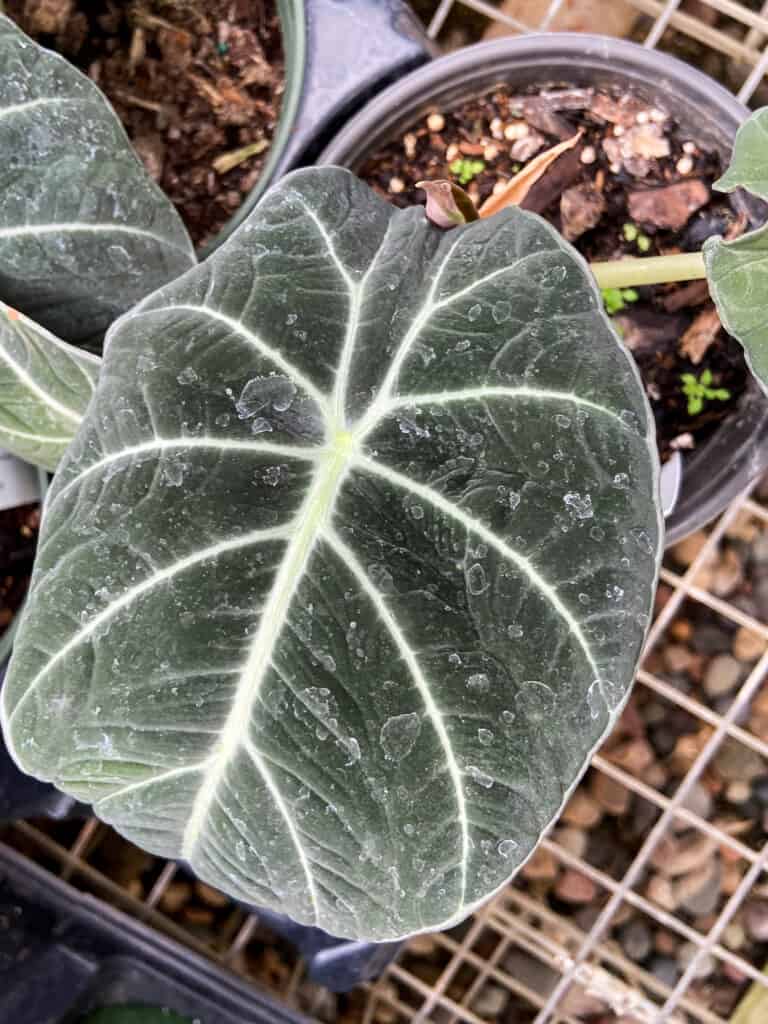 alocasia black velvet leaf