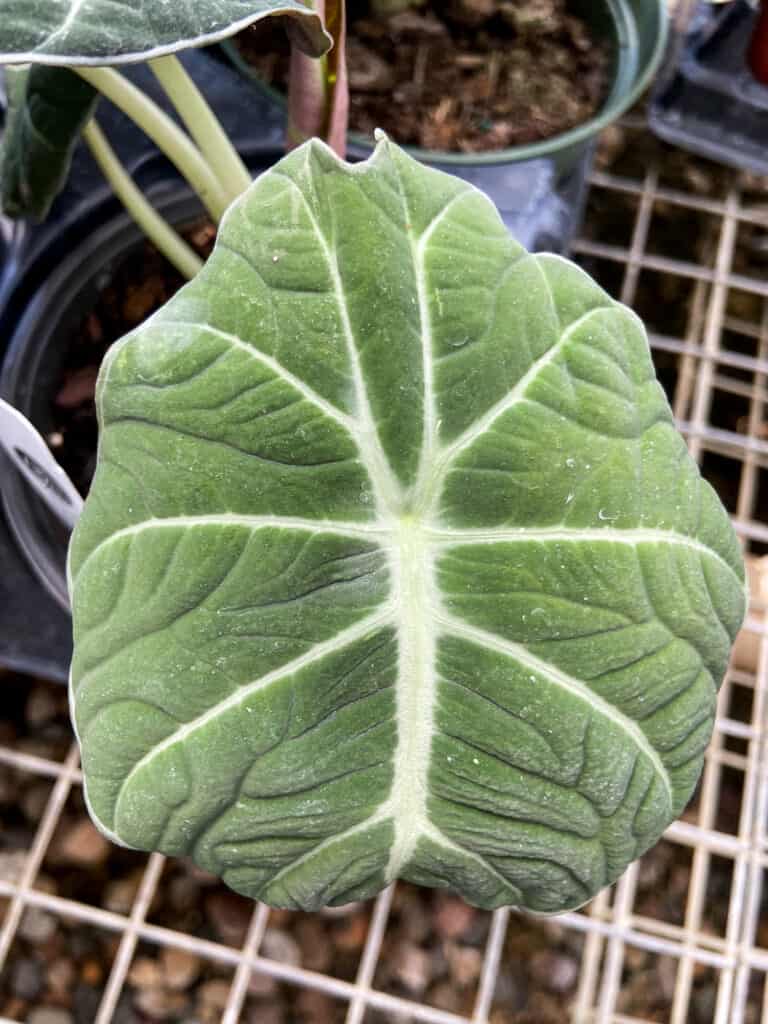 alocasia black velvet leaf