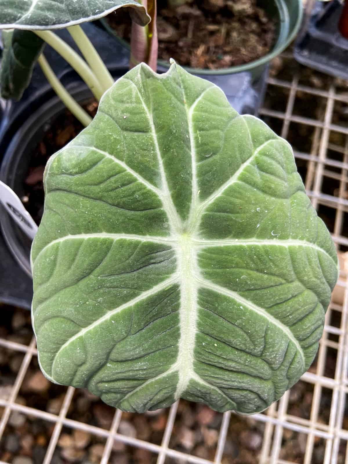 Alocasia Black Velvet Plant Care Guide Paisley Plants