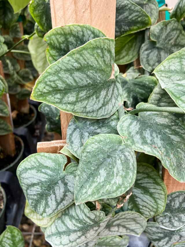Monstera Dubia Care Tips