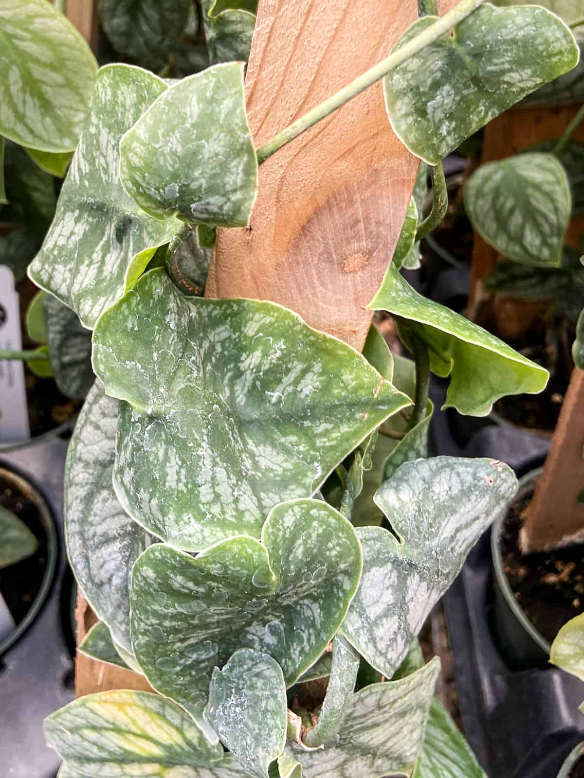 Monstera Dubia