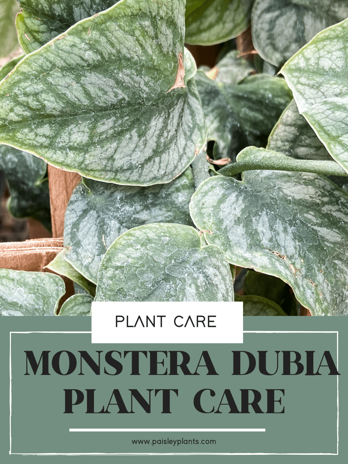 Monstera Dubia Plant Care Guide