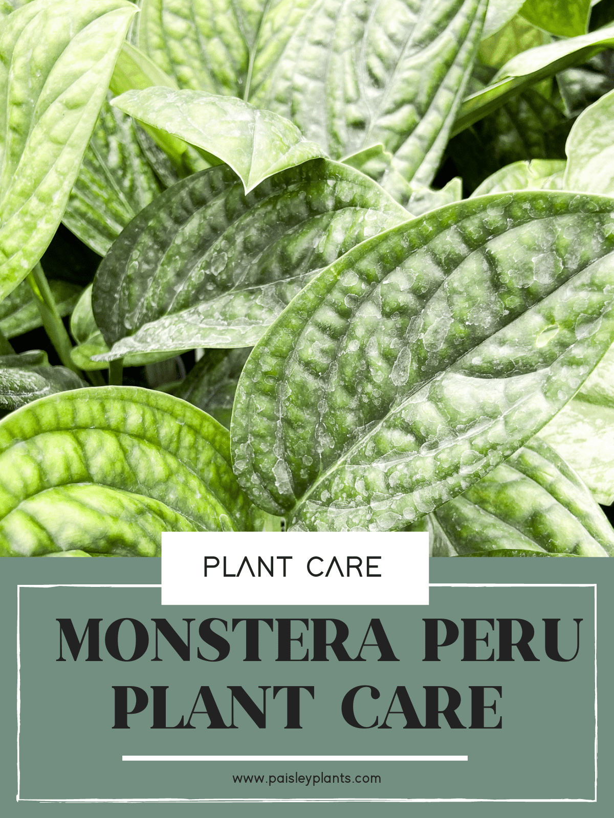 monstera peru plant care