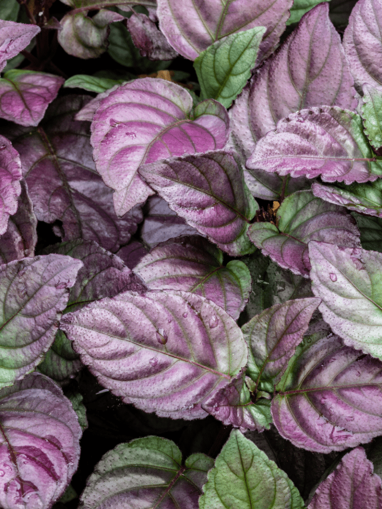 purple waffle plant