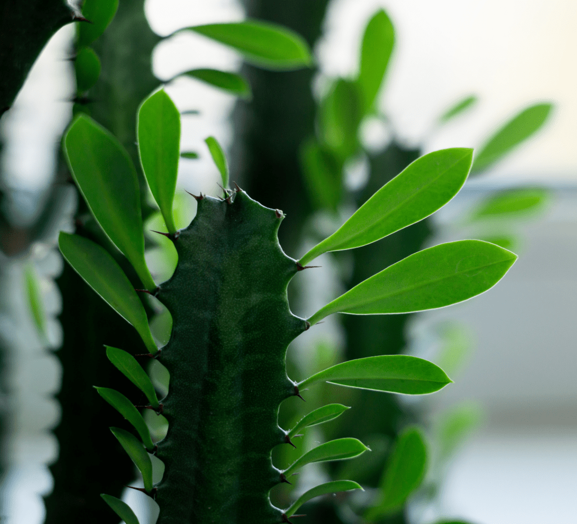 African Milk Tree Plant 