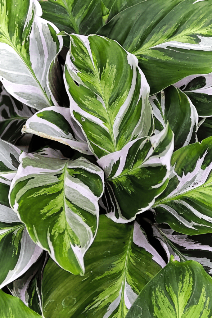 Calathea White Fusion Plant leaves
