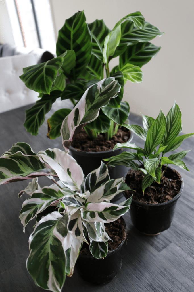 Calathea White Fusion plants